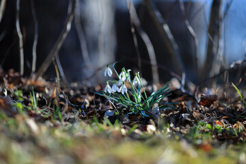 Blooming Galantus Nivalis in the park