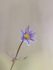 早春の森に咲くユキワリイチゲ