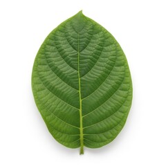 Obraz premium A vibrant green leaf with prominent veins and a smooth texture against a white background