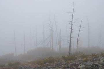 Autumn misty landscape. Dead forest on a mountain slope. Dry larch trees and dwarf pines in the fog. Consequence of a forest fire. Low clouds and fog in the mountains. Foggy weather. Northern nature.