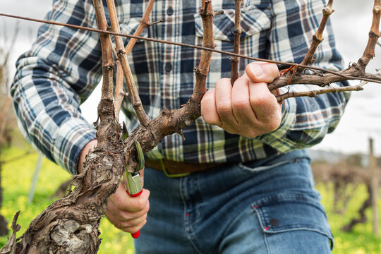 Close-up of the hands of the winemaker pruning the vineyard with professional steel scissors. Traditional agriculture. Winter pruning, Guyot method..
