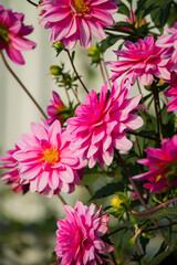 Fototapeta premium Colorful blooms sway in the breeze, showcasing nature's stunning beauty and grace