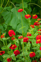 Bright red blossoms stand tall among rich green leaves, creating a lively garden scene in summer