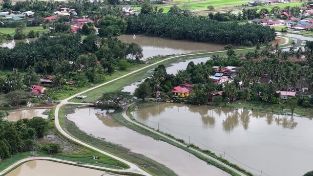 Aerial Labuh Banting Green Paddy Fields and Waterways
