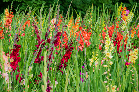 Colorful flowers bloom abundantly in a garden, dancing softly with the breeze under the sun