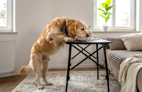 Golden Retriever Dog