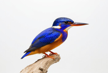 Obraz premium Azure Kingfisher perched on tree branch, deep cerulean blue back, large beak, white background