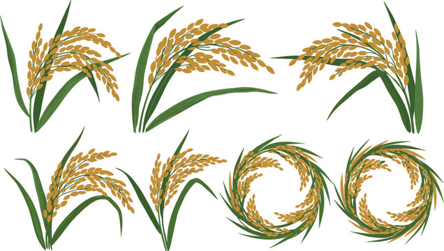 Golden rice plant set. Ripe paddy ears with green leaves arranged in bundles and circular wreath. Agriculture harvest illustration isolated on transparent background.