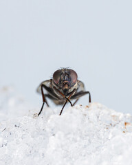 雪の上に止まるハエを正面から / Front view of a housefly on the snow