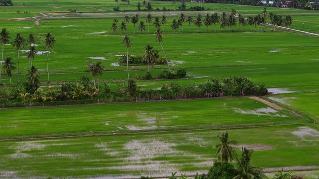 Aerial drone view of green paddy fields with palm trees