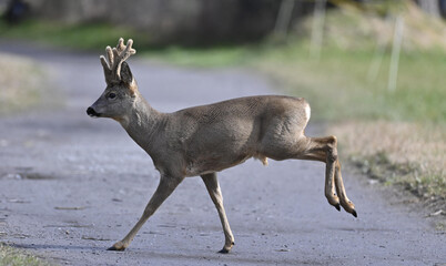 Rehbock in Bast © MEISTERFOTO