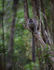 Brown Lemur in Natural Rainforest Habitat Perched on Tree Branch in Madagascar