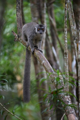 Brown Lemur with Intense Eye Contact Perched on Branch in Madagascar Rainforest