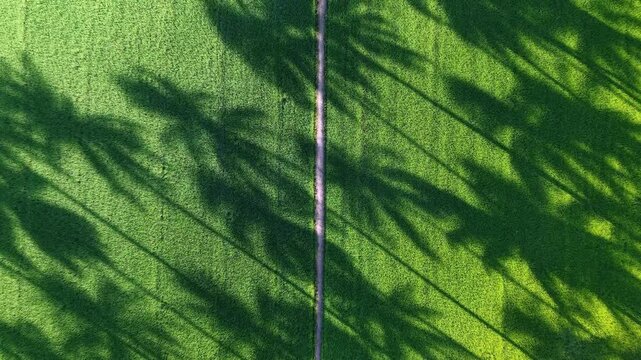 Overhead paddy field with natural palm tree shadows