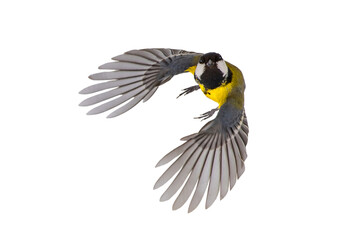 great tit in flight isolated on white background © fotomaster