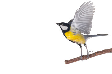 great tit in flight isolated on white background © fotomaster