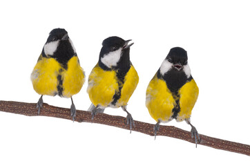 great tits isolated on white background © fotomaster