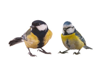 most popular birds in European parks, the great tit and the blue tit isolated on a white background