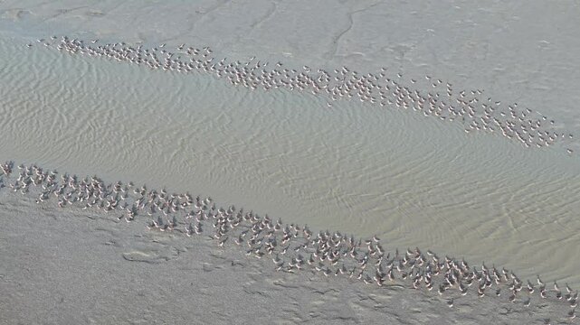 Aerial drone view of sandpipers gathered on tidal mudflat