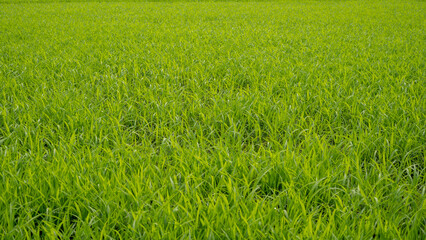 Lush green rice field texture background in agricultural farmland © Toufiqul