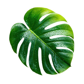 Tropical monstera leaf with water droplets, glossy green botanical foliage png, nature decor element for design and branding isolated on Transparent Background