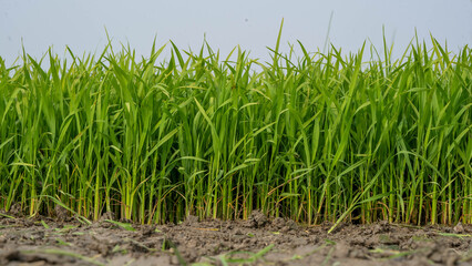 Fototapeta premium Wide view of fresh green rice plants growing in agricultural field with copy space