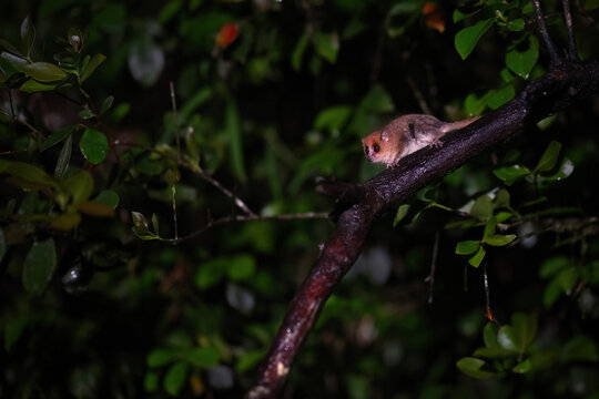 Brown Mouse Lemur Foraging at Night in Madagascar Rainforest