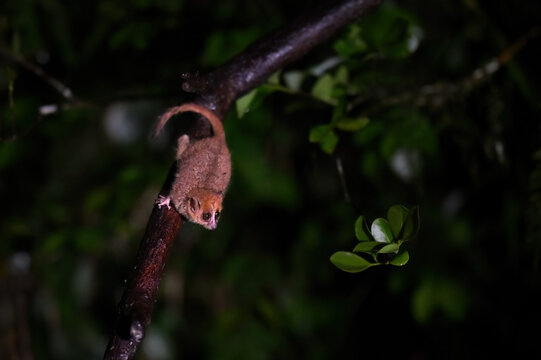 Brown Mouse Lemur Head Down Searching for Food at Night in Madagascar Rainforest