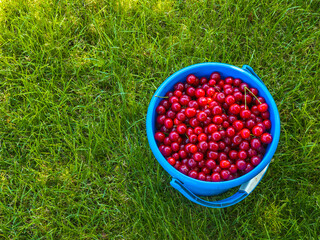 Vibrant cherries fill a blue bucket, resting on lush green grass in a sunny garden. The scene captures a fresh, summery mood perfect for outdoor settings. © lucky pics