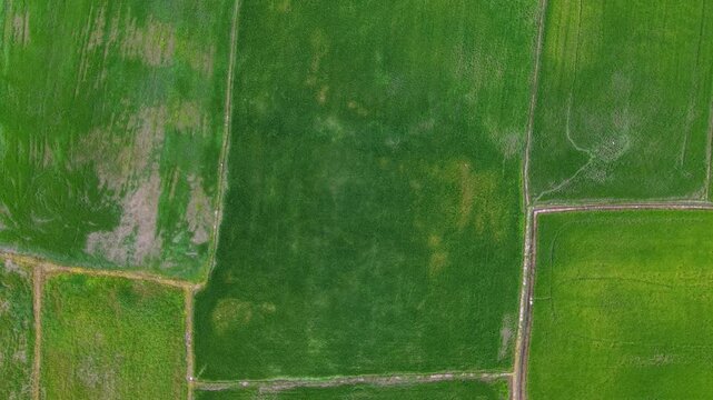 Labuh Banting Rice Field Scenery Drone Footage Grid