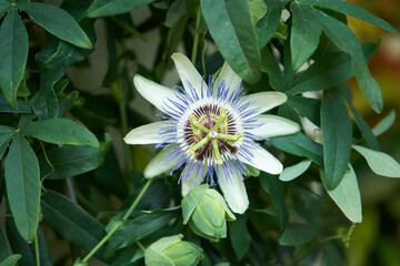 Bluecrown passionflower bloom with intricate petals and central structure growing on a vine with lush green leaves. Botanical beauty.