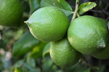 Citrus latifolia or Tahitian Limes growing on a tree