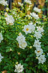 A burst of white roses shines bright against lush green leaves, highlighting nature's beauty