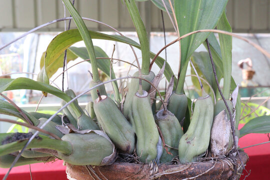 coelogyne mossiae orchid and ornamental flower plant