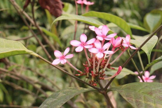 kopsia fruticosa flower plant on garden