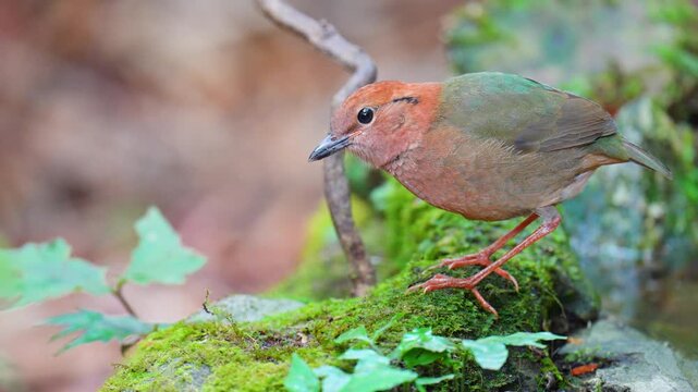 Rusty-naped Pitta (Hydrornis oatesi) on ground Bird watching in natural habitats in the forest.
