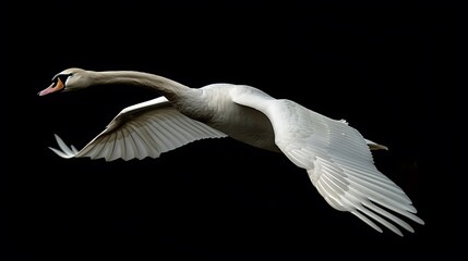 Obraz premium Elegant swan in mid-flight, graceful wings against dark backdrop