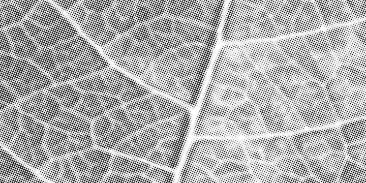 Green leaf vein texture abstract background with gritty stipple grain, close up organic plant cells, macro foliage veins, cracked skeleton imprint, natural surface design.