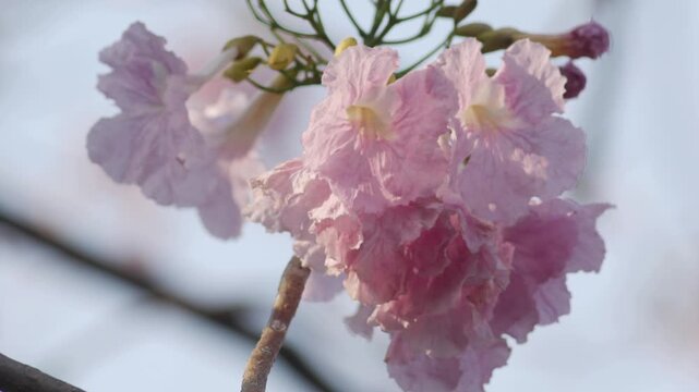 Delicate pink tabebuia trumpet flowers with ruffled petals and buds blooming on branch soft romantic spring blossom