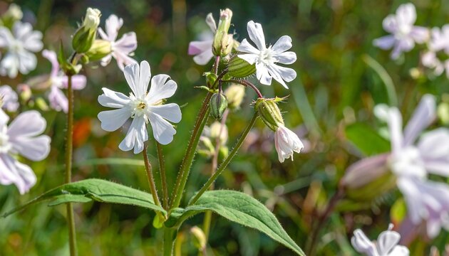 Close-up showcasing the delicate white flowers of Silene latifolia, common names catchfly