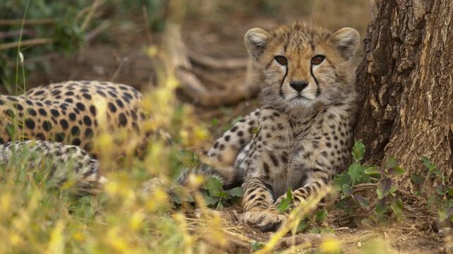 A portrait of a sweet cheetah cub resting under a tree in African savanna