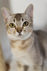 Portr&auml;t einer Burmesen Katzen