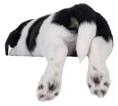 Back side of sleepingJack Russell dog puppy butt hanging over edge. Isolated cutout on a transparent background.