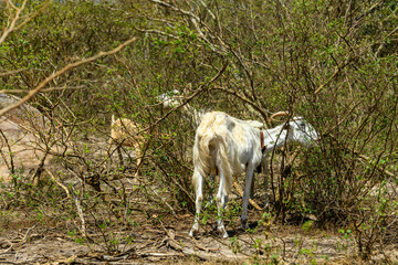 Obraz premium Goats Grazing in Caatinga Vegetation, Buíque, Pernambuco, Brazil on December 27, 2025