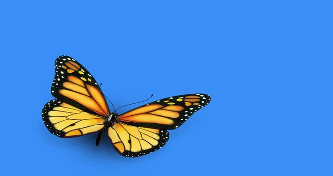 butterfly on blue background, looping
