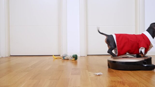 A black and tan dachshund wearing a red sweater rides a black robotic vacuum cleaner on a shiny wooden floor in front of white interior doors with his tail raised and a curious posture.