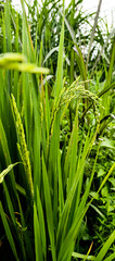 Obraz premium rice plants in the rice field