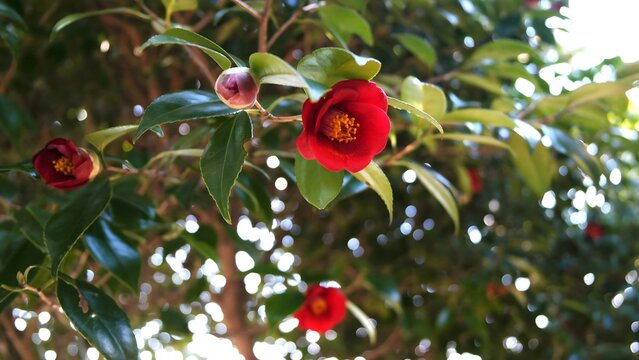 Red camellia petal on the head of a serene stone statue in a garden.