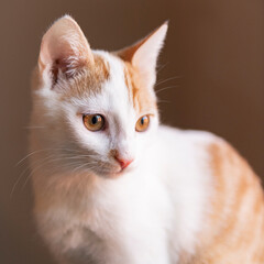 Portr&auml;t eines jungen europ&auml;isch Kurzhaar K&auml;tzchen