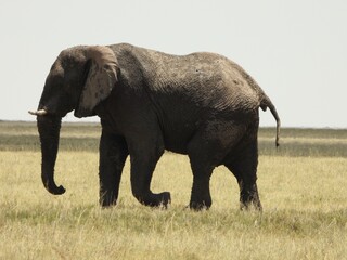 Fototapeta premium Elephant in Etosha
